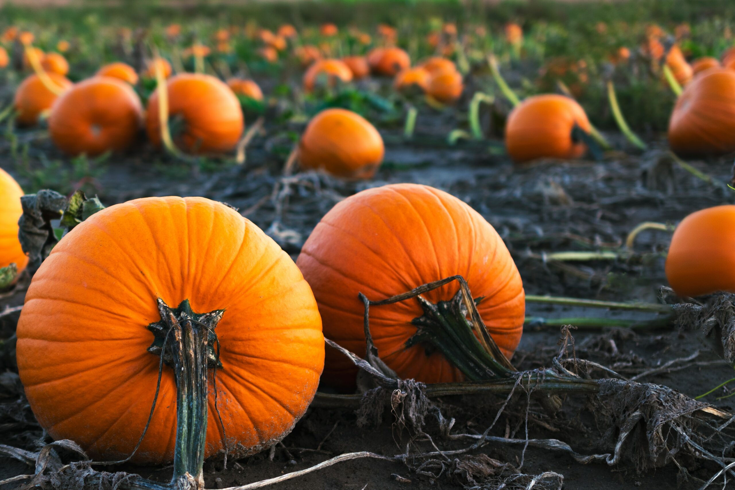 Great Pumpkin Patches To Visit This Fall Near Exton ?