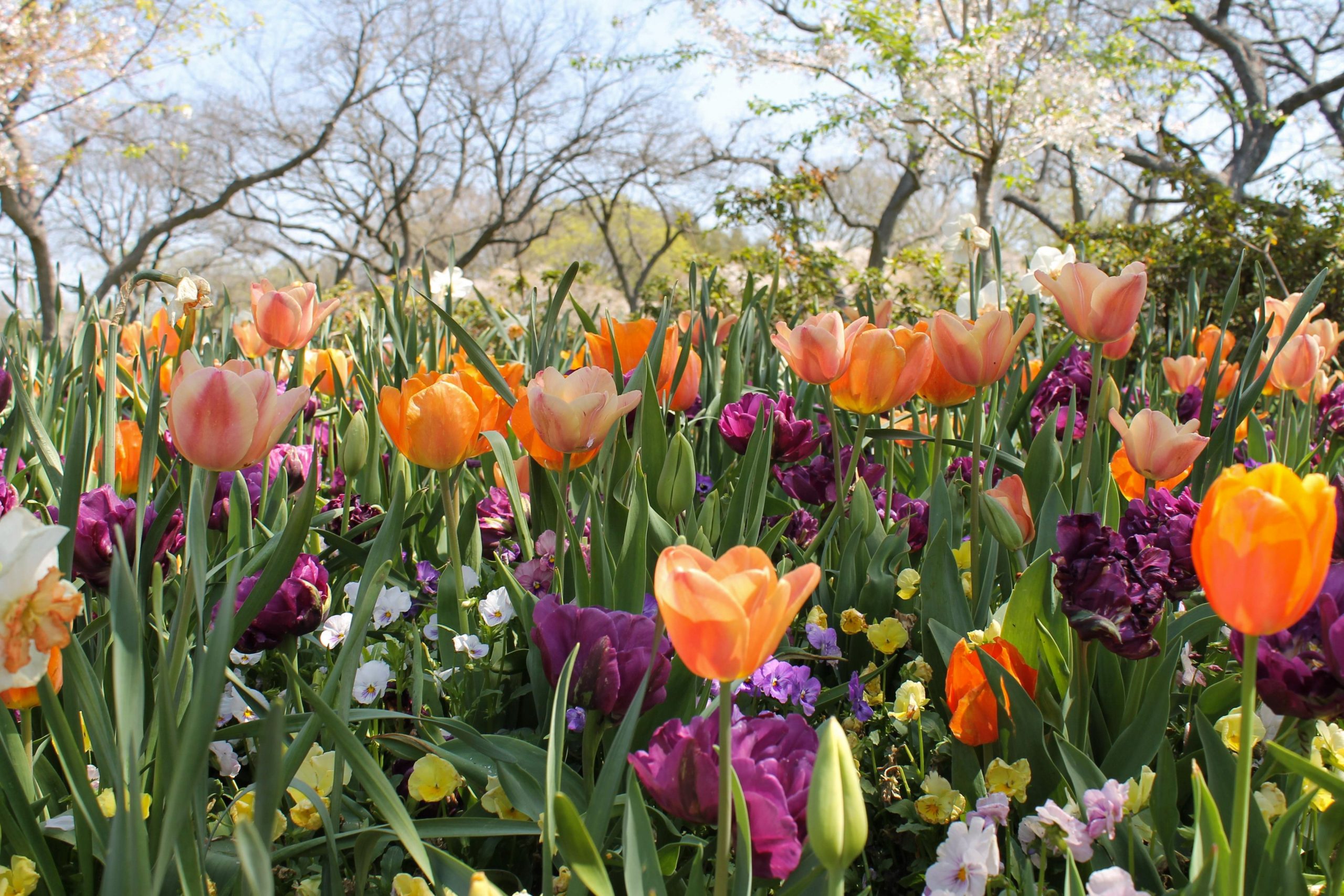 Longwood Gardens, Tyler Arboretum and More Public Gardens to Visit This Spring