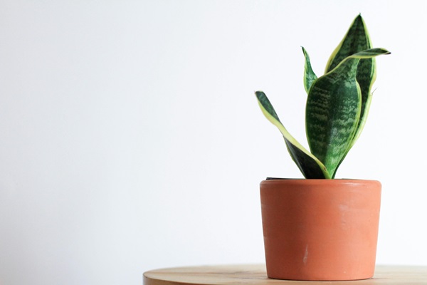 Apartment Gardener: Your Friendly Guide to Perfect Houseplants